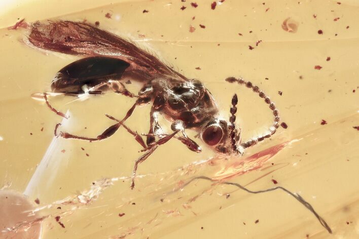 Detailed Fossil Parasitoid Wasp (Diapriidae) In Baltic Amber #357907